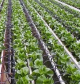 Agriculture